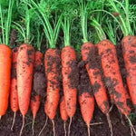 Mid Early Maturity Disease Resistance Planting In Multiple Regions Carrot heirloom non-gmo organic garden seeds