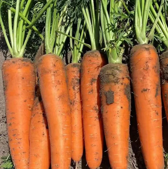 Mid Early Maturity Disease Resistance Planting In Multiple Regions Carrot – Heirloom, Non-GMO, High Germination Organic Garden Seeds