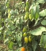 Mid Early Maturity Disease Resistant Medium Vigorous Growth Tomato For Sowing heirloom non-gmo organic garden seeds