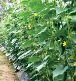 Mid Early Maturity, Disease Resistant, Vigorous Growth Cucumber heirloom non-gmo organic garden seeds