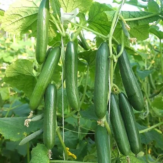 Mid Early Maturity, Disease Resistant, Vigorous Growth Cucumber – Heirloom, Non-GMO, High Germination Organic Garden Seeds