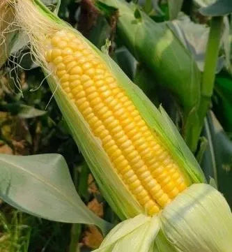Mid Early Maturity, Drought Resistance, Waterlogging Resistance Sweet Corn heirloom non-gmo organic garden seeds