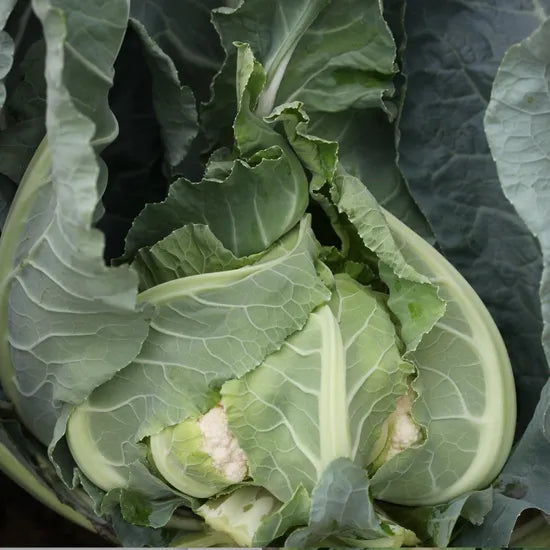 Mid Early Maturity, Drought, And Stress Tolerance Cauliflower heirloom non-gmo organic garden seeds