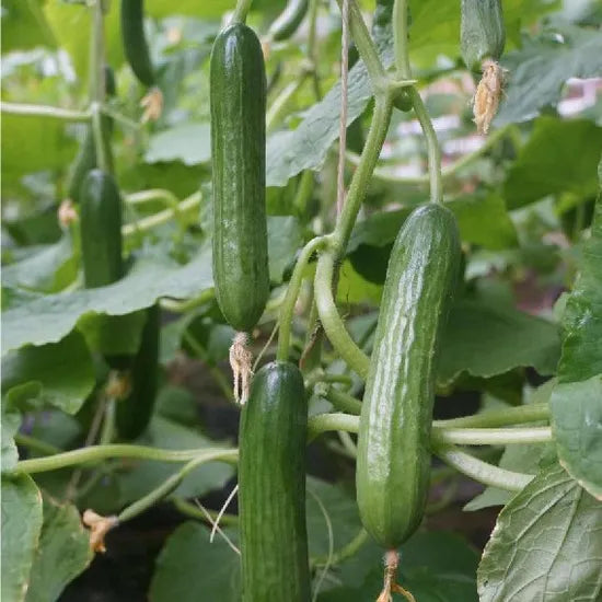 Mid Early Maturity, , Excellent Quality Vigorous Growth Cucumber – Heirloom, Non-GMO, High Germination Organic Garden Seeds