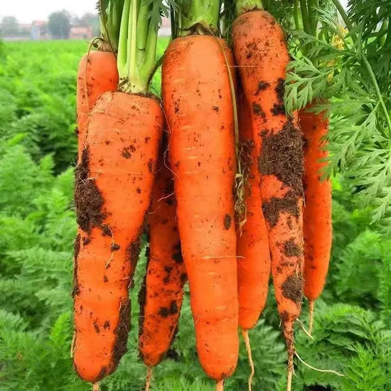 Mid Early Maturity Fast Growing Carrot – Heirloom, Non-GMO, High Germination Organic Garden Seeds