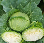 Mid Early Maturity, Good Field Holding, Disease Resistant Cabbage heirloom non-gmo organic garden seeds