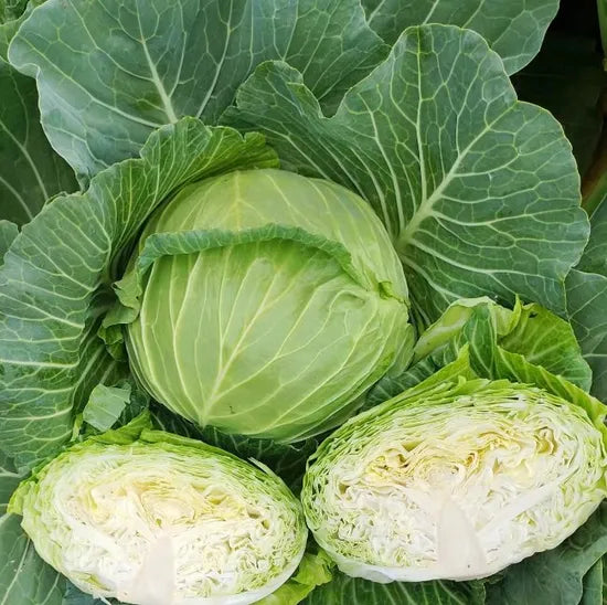 Mid Early Maturity, Good Field Holding, Disease Resistant Cabbage heirloom non-gmo organic garden seeds