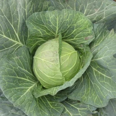 Mid Early Maturity, Good Field Holding, Disease Resistant Cabbage – Heirloom, Non-GMO, High Germination Organic Garden Seeds