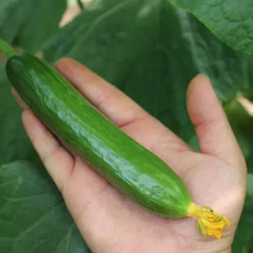 Mid Early Maturity, Good Heat Resistance Effect, Disease Resistant Cucumber – Heirloom, Non-GMO, High Germination Organic Garden Seeds