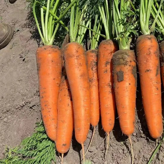 Mid Early Maturity Heat Resistance Nantes Carrot heirloom non-gmo organic garden seeds