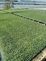 Mid Early Maturity, High Commodity Rate, Crack Resistant Semillas De Meló N heirloom non-gmo organic garden seeds