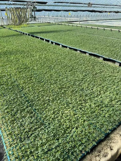 Mid Early Maturity, High Commodity Rate, Crack Resistant Semillas De Meló N heirloom non-gmo organic garden seeds
