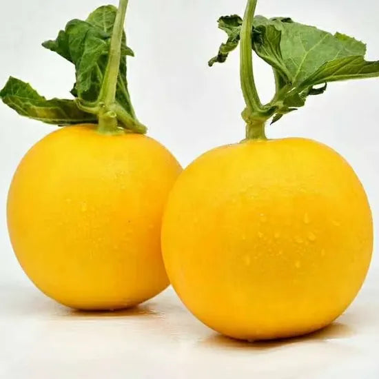 Mid Early Maturity, High Commodity Rate, Crack Resistant Semillas De Meló N – Heirloom, Non-GMO, High Germination Organic Garden Seeds
