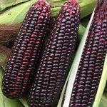 Mid Early Maturity High Quality High Transport Resistance Sweet Corn heirloom non-gmo organic garden seeds