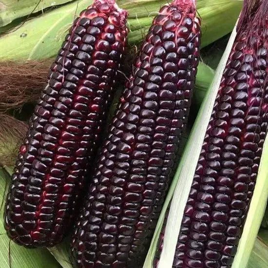 Mid Early Maturity High Quality High Transport Resistance Sweet Corn heirloom non-gmo organic garden seeds