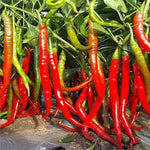 Mid Early Maturity, High Yield, Strong Fruit Setting Ability, Disease Resistant Pepper heirloom non-gmo organic garden seeds