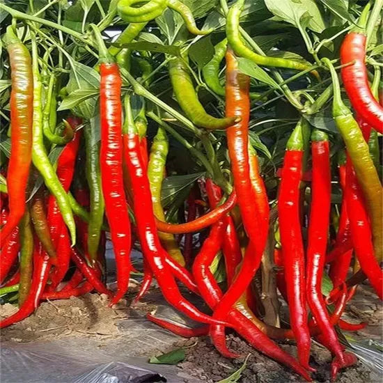 Mid Early Maturity, High Yield, Strong Fruit Setting Ability, Disease Resistant Pepper heirloom non-gmo organic garden seeds