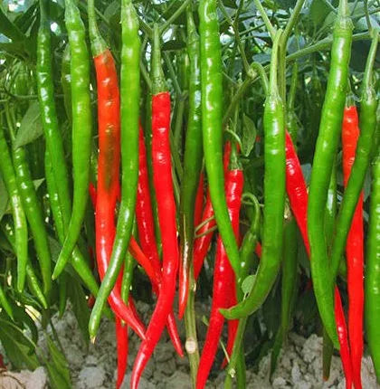 Mid Early Maturity, High Yield, Strong Fruit Setting Ability, Disease Resistant Pepper – Heirloom, Non-GMO, High Germination Organic Garden Seeds