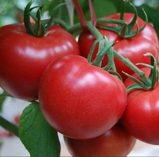 Mid Early Maturity High Yield Tomato High Round Shape Tomato heirloom non-gmo organic garden seeds