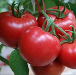 Mid Early Maturity High Yield Tomato High Round Shape Tomato heirloom non-gmo organic garden seeds