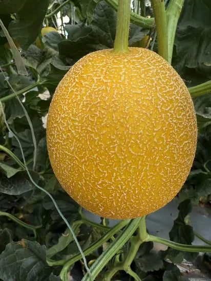Mid Early Maturity, Highly Resistant To Diseases, Resistant To Transportation And Storage Melon heirloom non-gmo organic garden seeds
