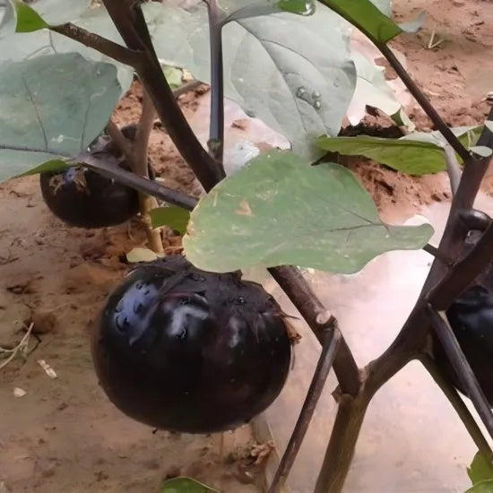 Mid Early Maturity Hybrid Eggplant For Sowing – Heirloom, Non-GMO, High Germination Organic Garden Seeds