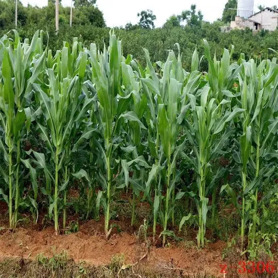 Mid Early Maturity Hybrid Sweet Corn For Sale heirloom non-gmo organic garden seeds