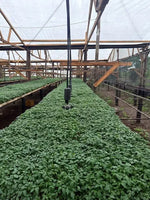 Mid Early Maturity Hybrid Tomato Vegetable heirloom non-gmo organic garden seeds