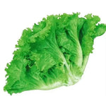 Mid Early Maturity Lettuce heirloom non-gmo organic garden seeds