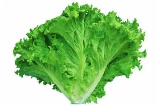 Mid Early Maturity Lettuce – Heirloom, Non-GMO, High Germination Organic Garden Seeds