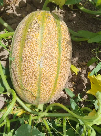 Mid Early Maturity Melon , Good Taste, Excellent Flavor Melon heirloom non-gmo organic garden seeds