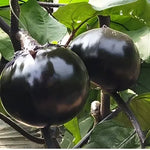 Mid Early Maturity Oblate Shape Hybrid Eggplant For Sowing heirloom non-gmo organic garden seeds