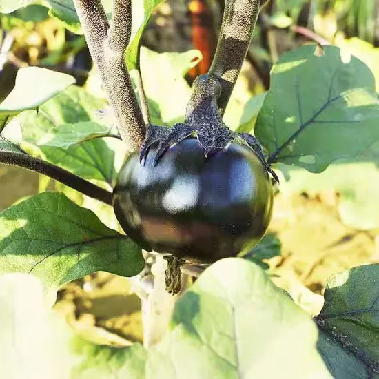 Mid Early Maturity Oblate Shape Hybrid Eggplant For Sowing – Heirloom, Non-GMO, High Germination Organic Garden Seeds