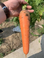 Mid Early Maturity Op Carrot heirloom non-gmo organic garden seeds