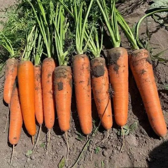 Mid Early Maturity Op Carrot – Heirloom, Non-GMO, High Germination Organic Garden Seeds