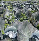 Mid Early Maturity Round Head Shape Vigorous Growing Purple Cabbage Hybrid Cabbage heirloom non-gmo organic garden seeds