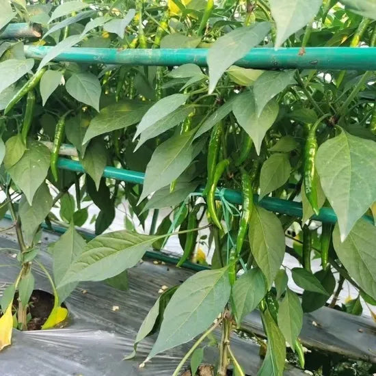 Mid Early Maturity Sauce Making Fresh Eating Good Disease Resistant Pepper heirloom non-gmo organic garden seeds