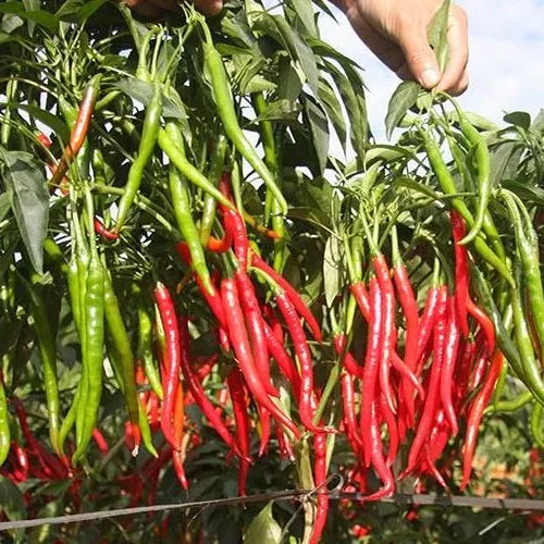 Mid Early Maturity Sauce Making Fresh Eating Good Disease Resistant Pepper – Heirloom, Non-GMO, High Germination Organic Garden Seeds