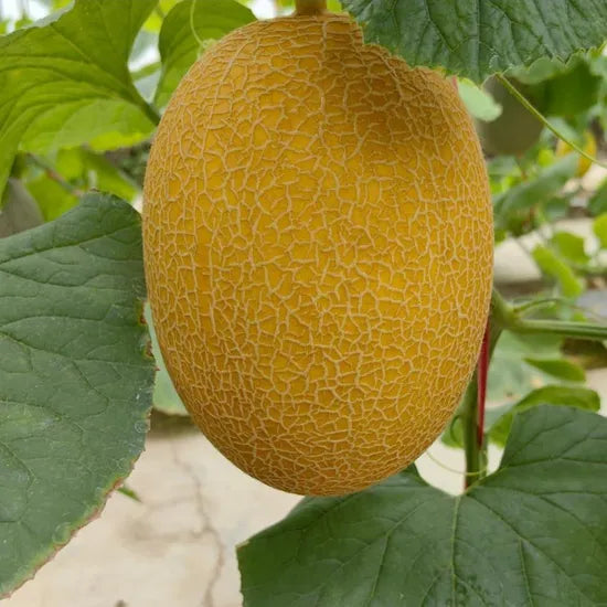 Mid Early Maturity, Strong Disease Resistance, Golden Yellow Skin, Orange Red Flesh Melon heirloom non-gmo organic garden seeds