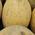 Mid Early Maturity, Strong Disease Resistance, Stress Resistance Melon heirloom non-gmo organic garden seeds