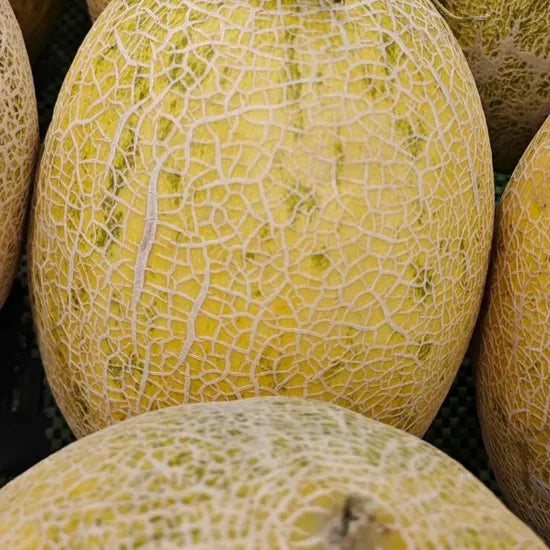 Mid Early Maturity, Strong Disease Resistance, Stress Resistance Melon heirloom non-gmo organic garden seeds