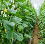 Mid Early Maturity, Strong Vigorous Growth, Disease Resistant Cucumber heirloom non-gmo organic garden seeds