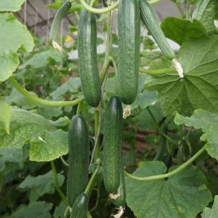 Mid Early Maturity, Strong Vigorous Growth, Disease Resistant Cucumber – Heirloom, Non-GMO, High Germination Organic Garden Seeds