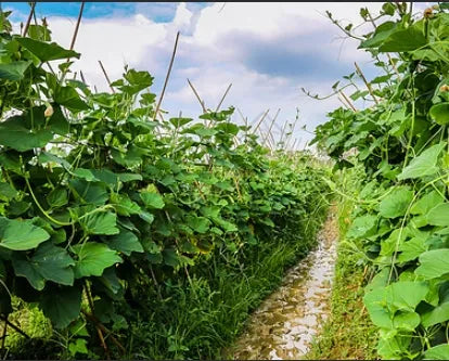 Mid Early Maturity, Vigorous Growth Cucumber For Sowing heirloom non-gmo organic garden seeds