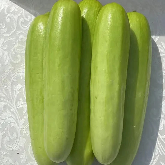 Mid Early Maturity, Vigorous Growth Cucumber For Sowing – Heirloom, Non-GMO, High Germination Organic Garden Seeds