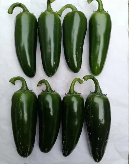 Mid Late High Quality Strong Spicy Taste Pepper For Sowing heirloom non-gmo organic garden seeds