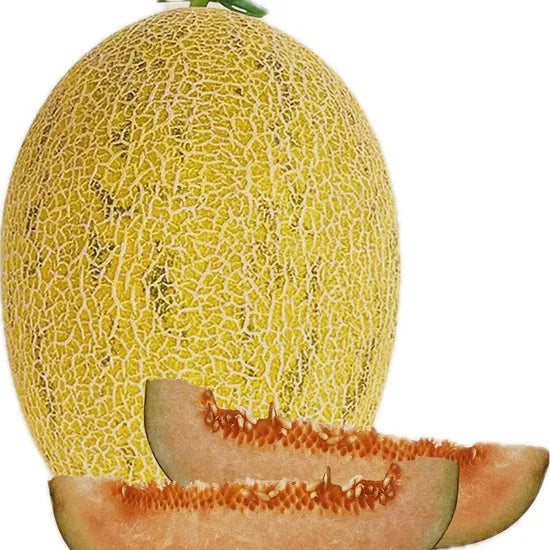 Mid Late Maturity, Crack Resistance, Strong Disease Resistance Melon heirloom non-gmo organic garden seeds
