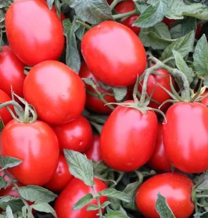 Mid Late Maturity Determinate Hybrid High Content Of Lycopene Tomato heirloom non-gmo organic garden seeds