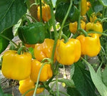 Mid Late Maturity, Disease Resistance, Hard Fruit, Long Shelf Life Sweet Pepper heirloom non-gmo organic garden seeds