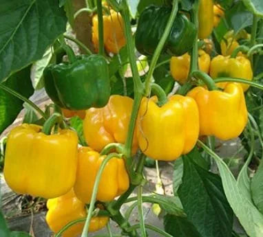 Mid Late Maturity, Disease Resistance, Hard Fruit, Long Shelf Life Sweet Pepper heirloom non-gmo organic garden seeds